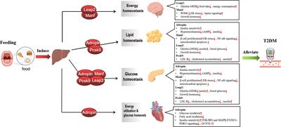Feeding-induced hepatokines and crosstalk with multi-organ: A novel therapeutic target for Type 2 diabetes